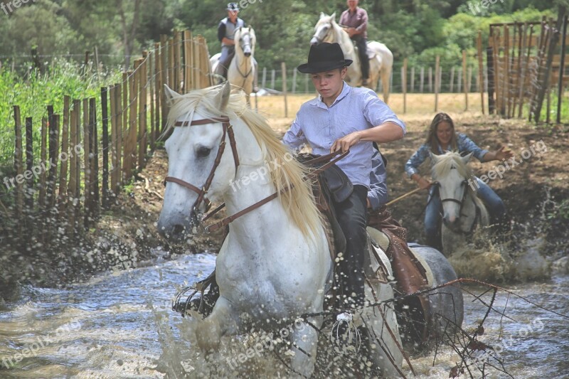 Horse Mane Nature Equine Mammals