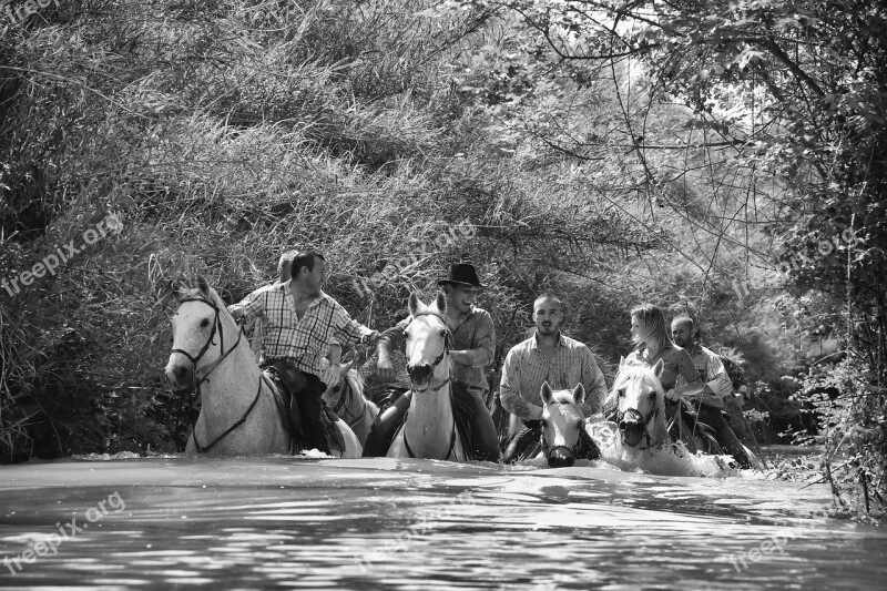 Horse Water Jumper Horseback Riding Animals