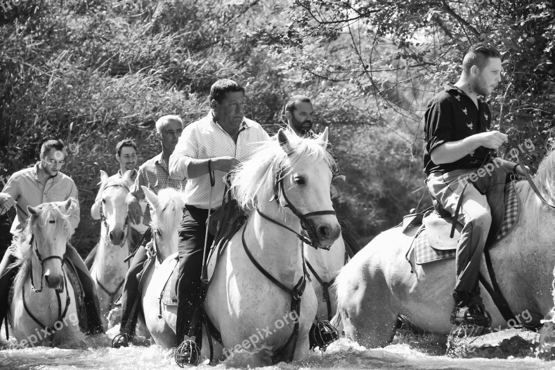 Horses Water Camargue Nature Race