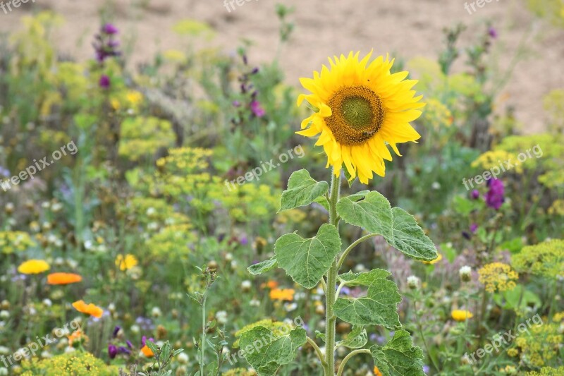 Blührandstreifen Sunflower Bee Worth Living In Chemnitz Late Summer