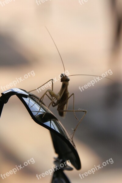 Praying Mantis Africa Glasses Free Photos