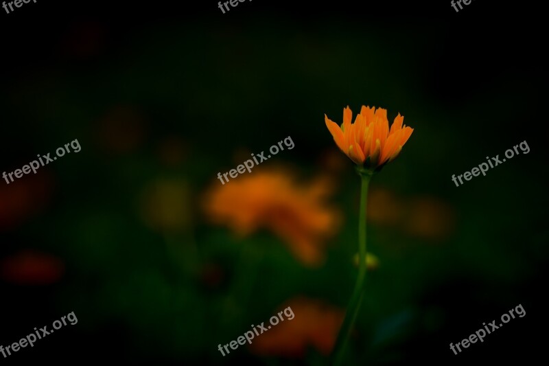 Orange Flower Bloom Garden Nature