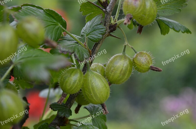 Gooseberry Fruit Green Garden Summer