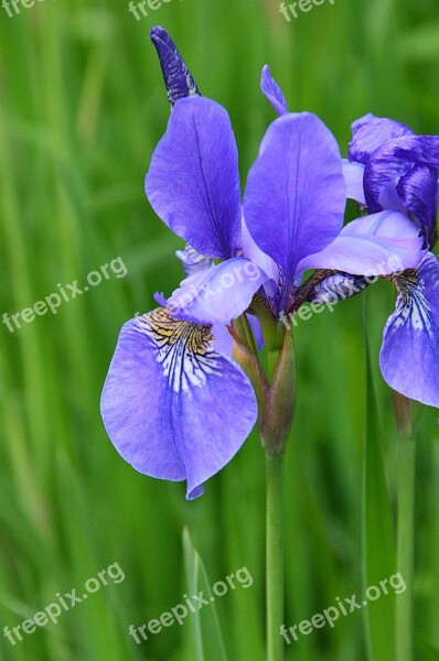 Iris Irises Kosaćce Planting Care