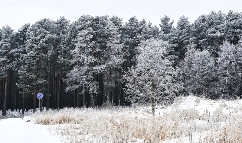 Winter Snow Forest Snowy Forest Wintry Forest