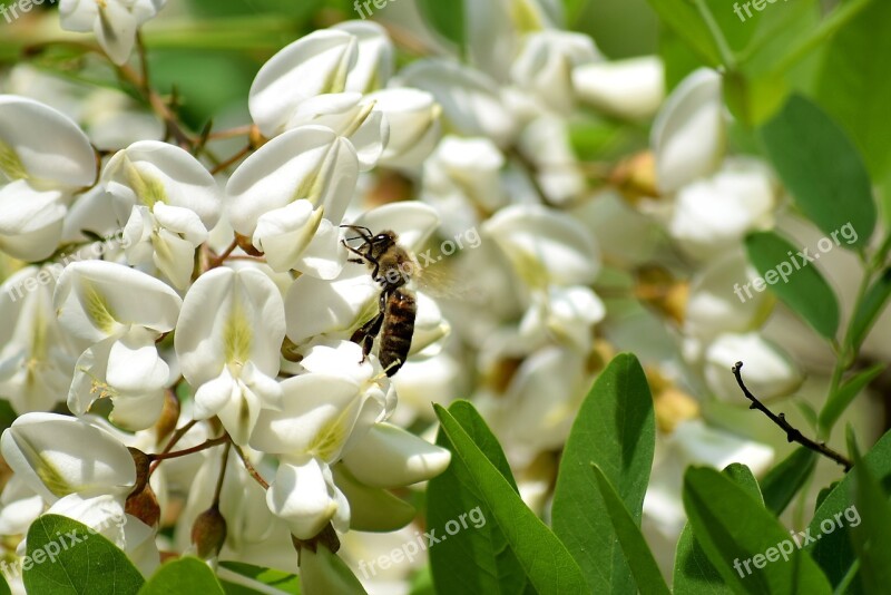 Bee Black Locust Flower Honey Bees Insect Pollen