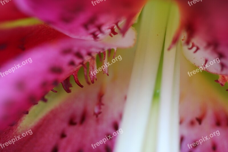 Stargazer Lily Garden Stamen Pink