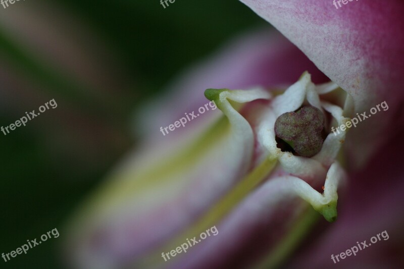 Flower Bud Stargazer Lily Stamen