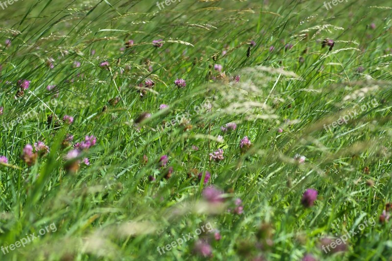 Grass Field Meadow Nature Landscape