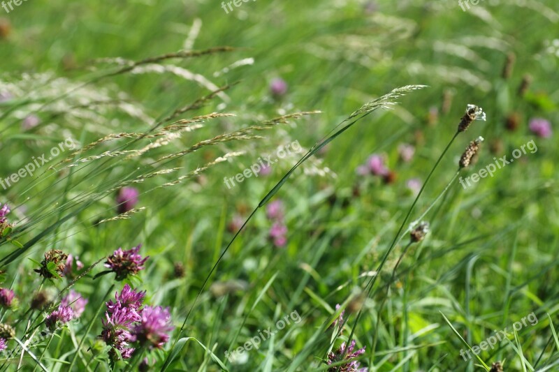 Grass Field Meadow Nature Landscape