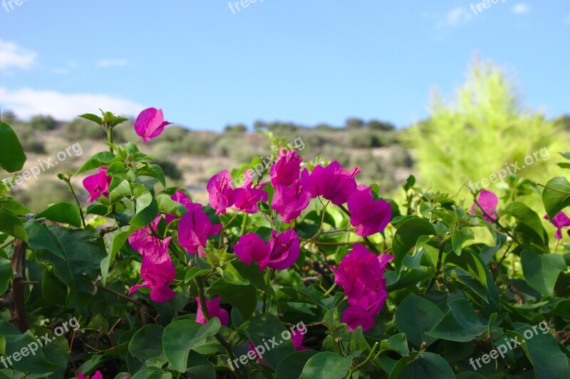 Flower Pink Nature Romantic Plant