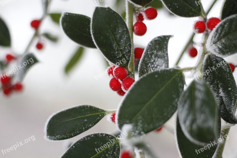 Cold Red Leaves Green Winter