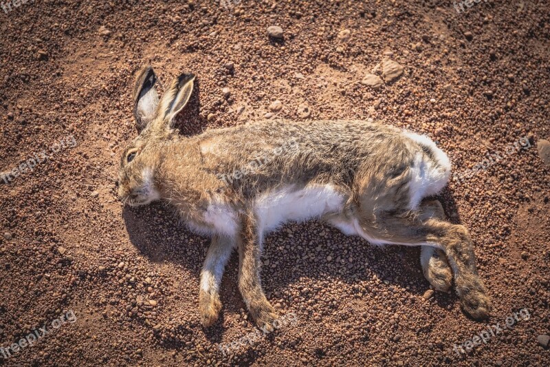 Rabbit Playing Dead Hare Laying Free Photos