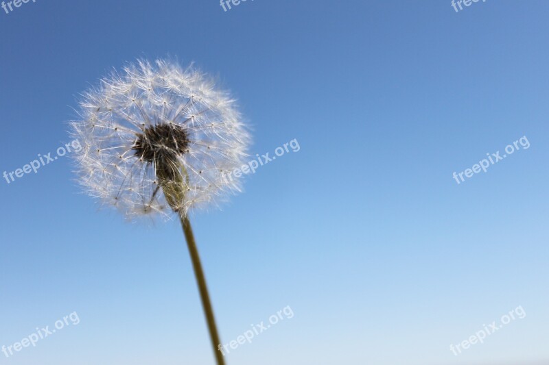 Dandelion Sky Wishes Flower Nature