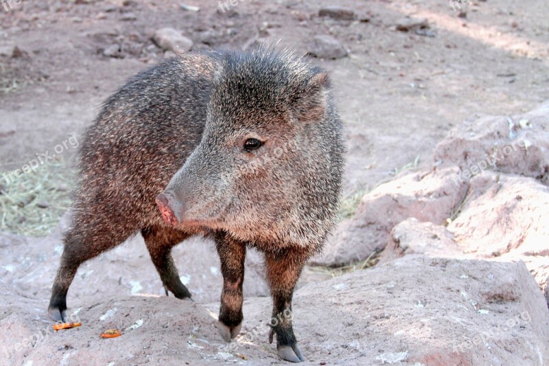 Javelina Arizona Pig Wild Nature