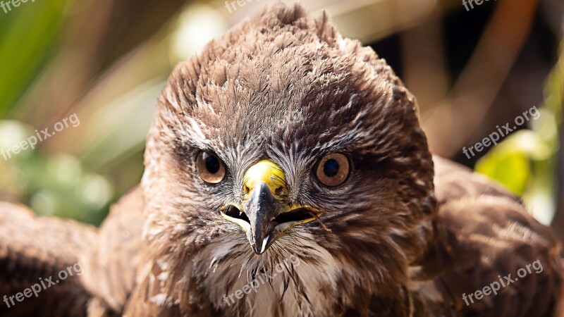 Bird Buzzard Raptor Brown Free Photos