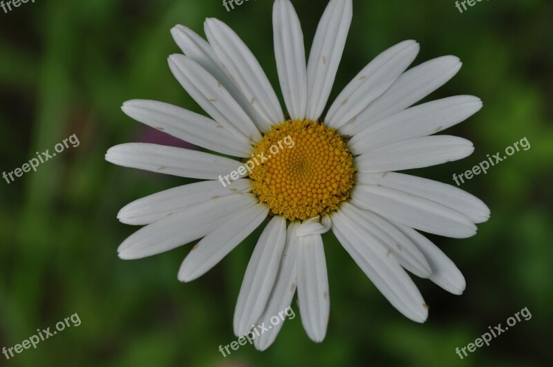 Flowers Petels Iris Pollen Bugs