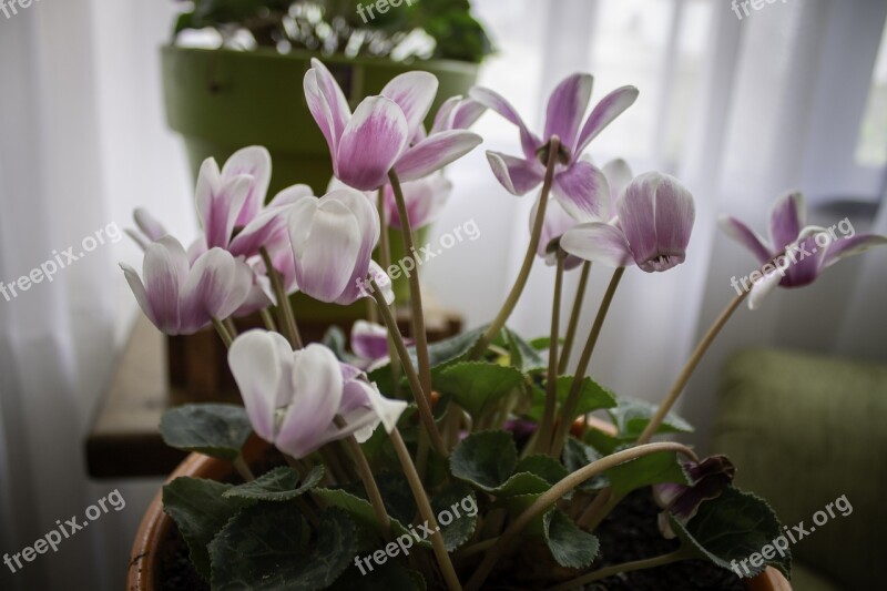 Flower Flowers Lilacs Violets Flowerpot