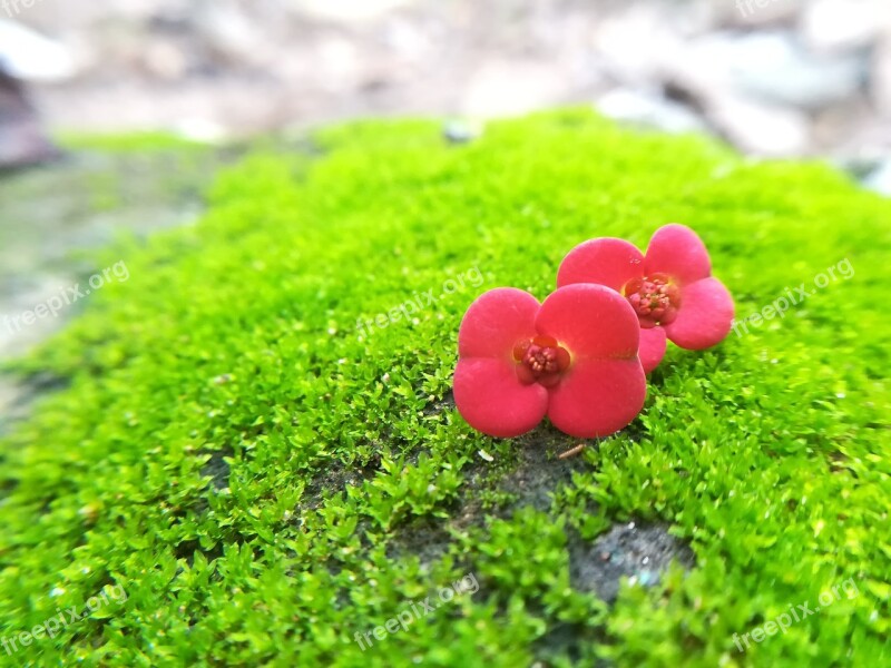 Flowers Nature A Rose Flower Garden Beauty