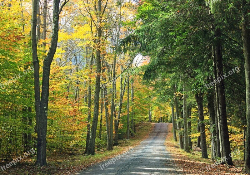 Forest Autumn Forest Autumn Autumn Landscape Path In The Woods