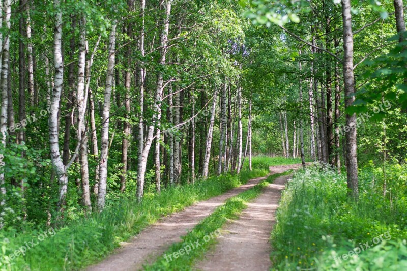 Forest Nature Ne Landscape Forests