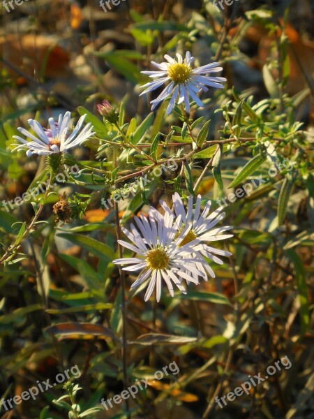 Flowers Daisy Spring Bloom Daisies