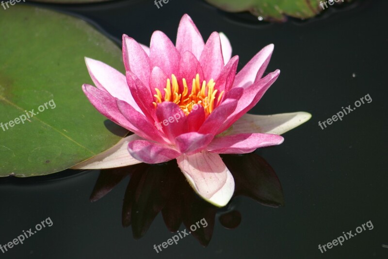 Water Lily Pond Blossom Bloom Nuphar Lutea