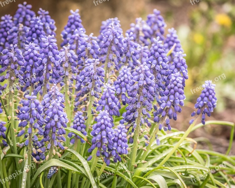 Hyacinth Flower Spring Fragrant Garden