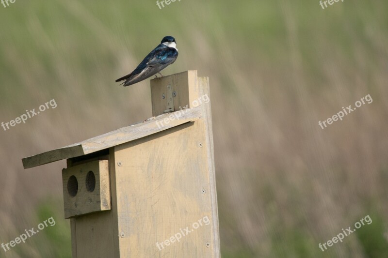 Swallow Bird Animal Nature Martin