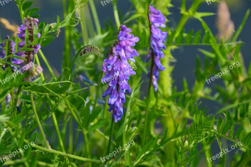 Flower Violet Purple Nature Plants