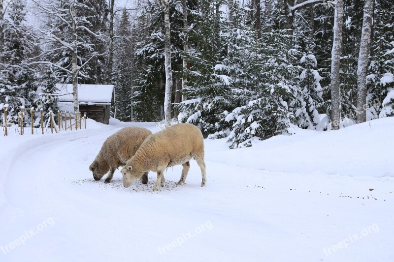 The Sheep Winter Snow Countryside Frost