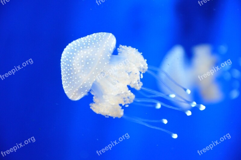 Jellyfish Italy Aquarium Genova Genoa