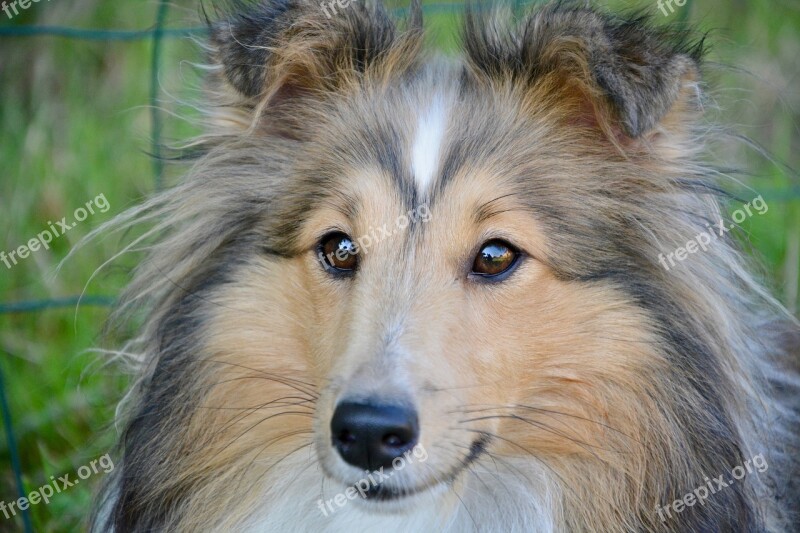 Dog Shetland Sheepdog Animal Pet Free Photos