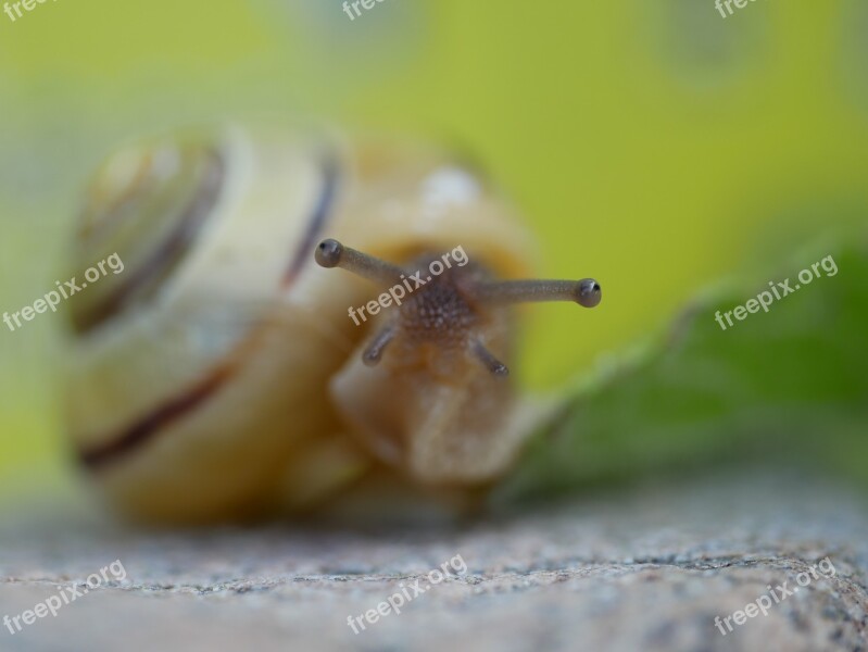 Snail Close Up Shell Crawl Animal