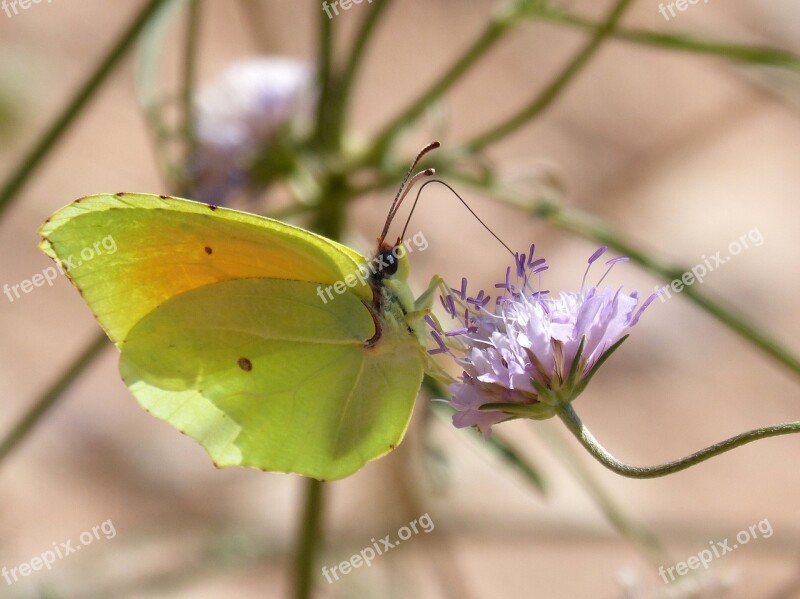 Butterfly Cleopatra Gonepteryx Cleopatra Flower Libar