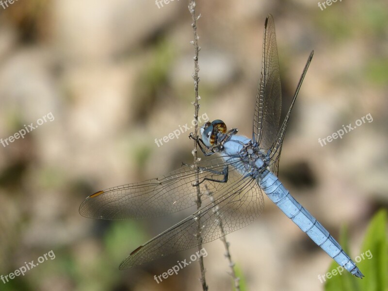 Dragonfly Orthetrum Brunneum Blue Dragonfly Parot Pruïnos Branch