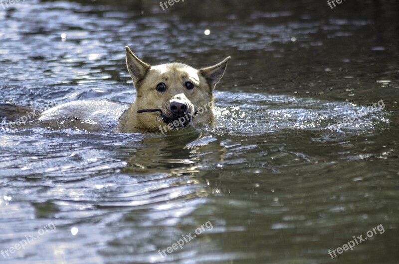 Dog Swim Dog Swimming Dog Paddle Fishing