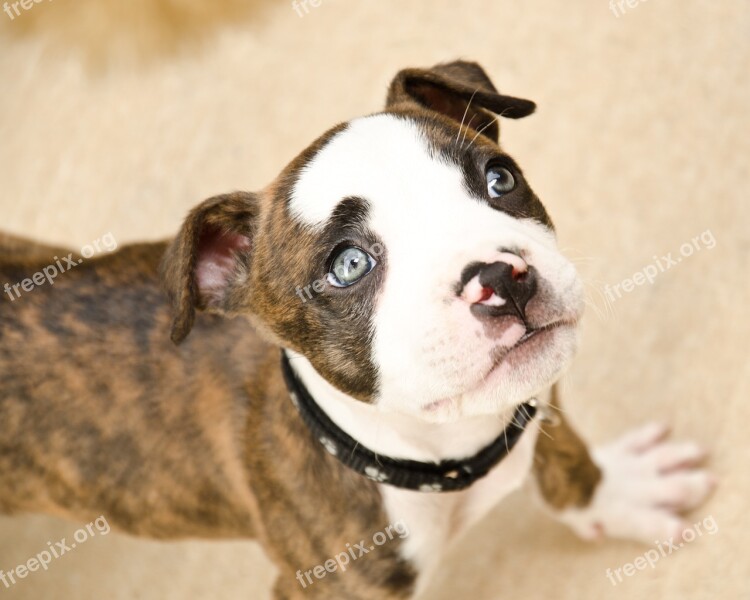 Small Dog Dog Looking Up Cute Portrait Pet