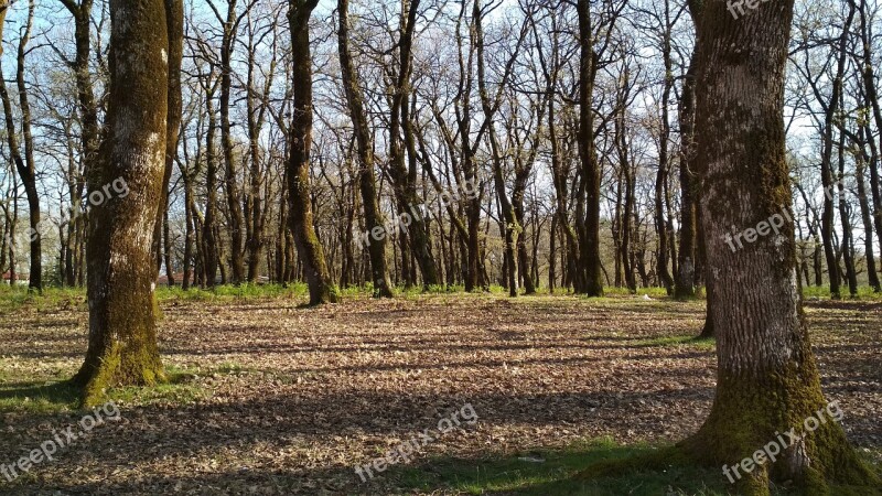 Oak Trees Spring Foloi Forest Hellas Free Photos