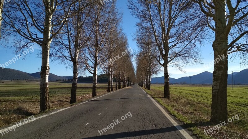 Trees Poplars Winter Road Arcadia