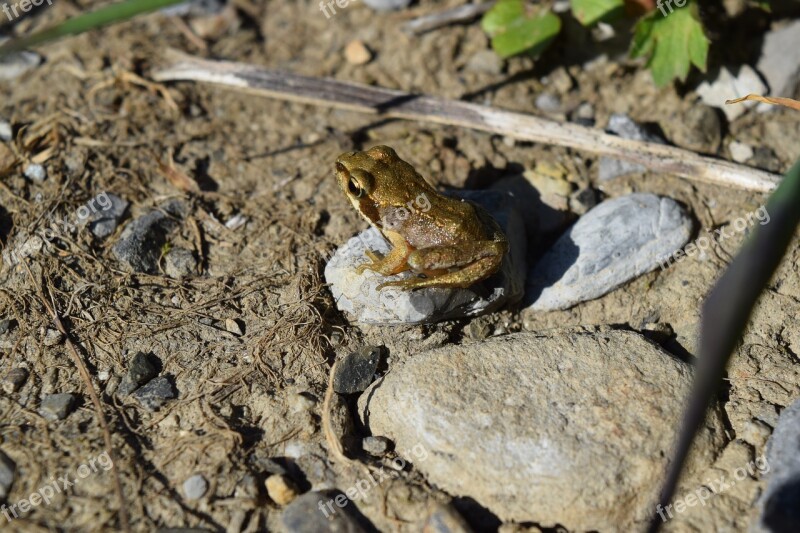 Frog Toad Amphibian Aquatic Animal Frog Pond