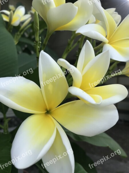 Flowers Petals Blooms Plumeria Yellow And White Leaves