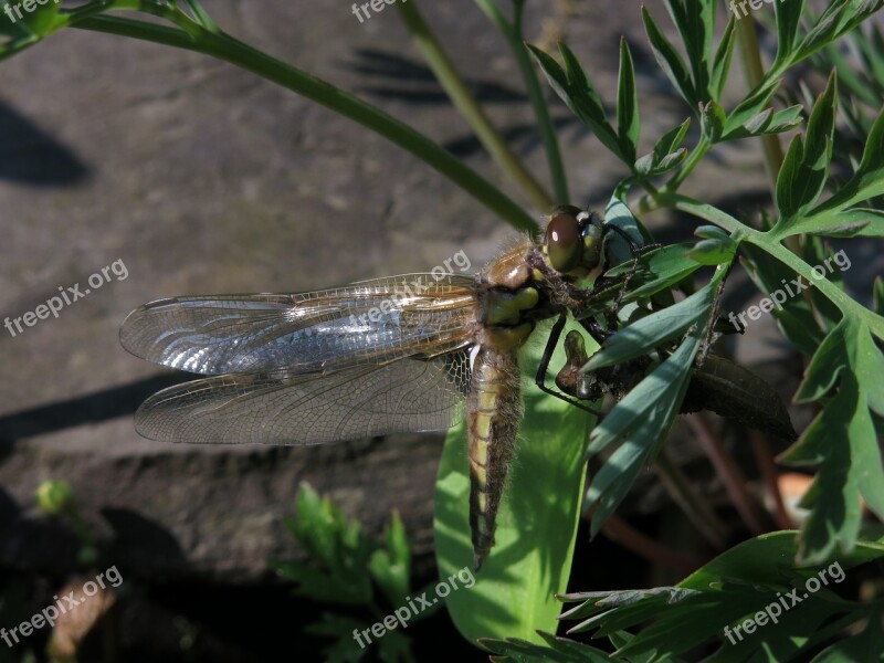 Molt Shirt Four-spotted Dragonfly Libellula Quadrimaculata Exuvie Dragonflies