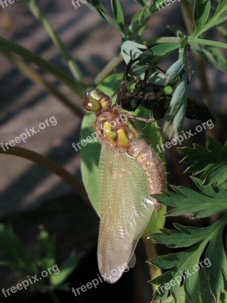 Molt Shirt Four-spotted Dragonfly Libellula Quadrimaculata Exuvie Tracheae