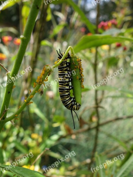 Caterpillar Monarch Garden Green Wildlife