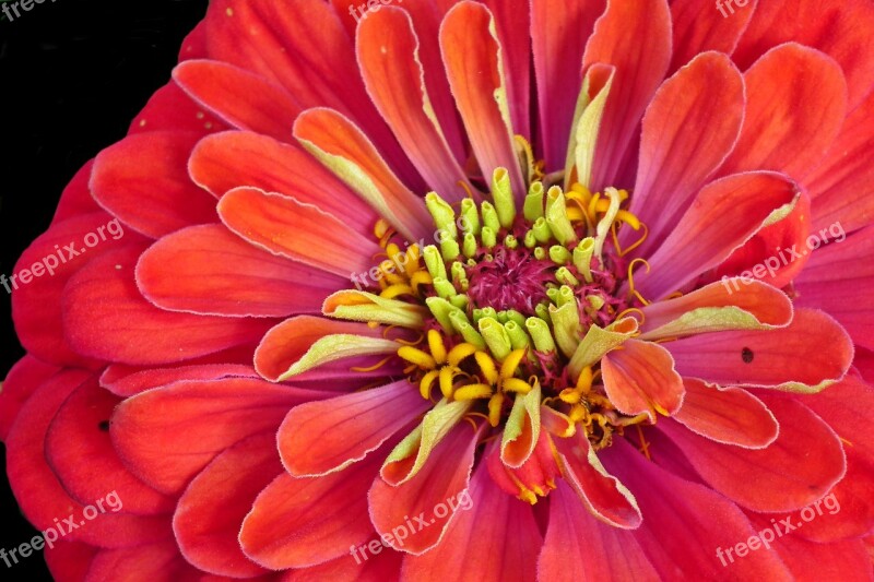 Flower Zinnia Macro Summer Garden