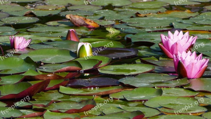 Nature Landscape Pond Water Lilies Light