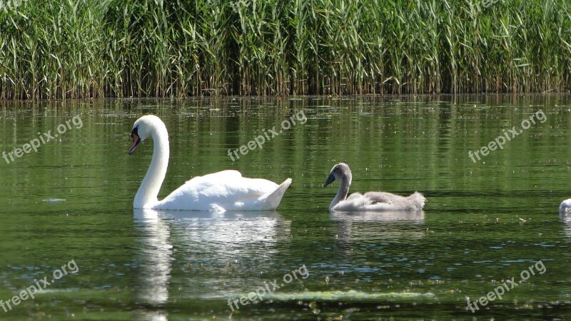 Swan Young Swans Young Swan Schwimmvogel Water Bird