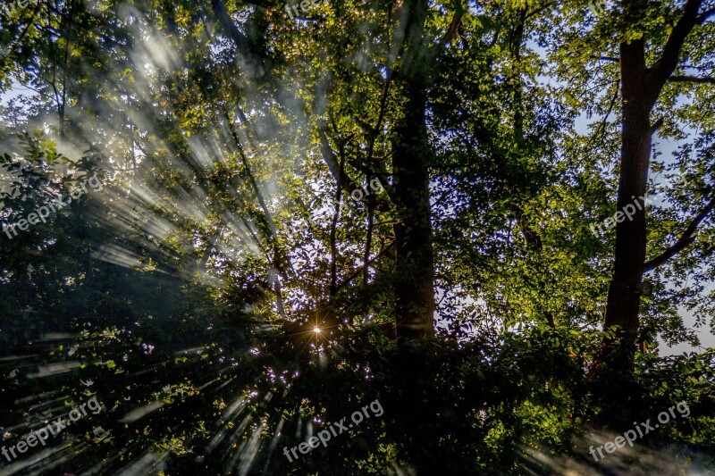 Sun Forest Nature Landscape Trees