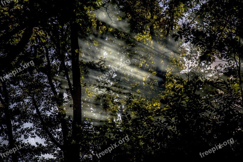 Sun Rays Nature Landscape Forest